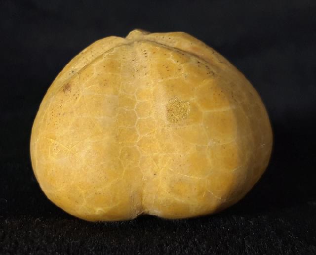 Plesiaster tranghayensis (LAMBERT 1936) - Bild &copy; FossNet FossilienStore